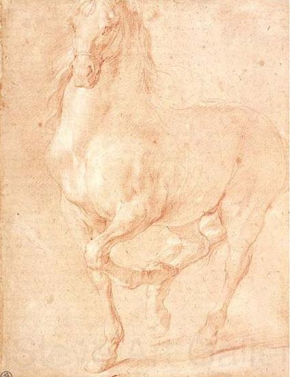PUGET, Pierre Study of a Horse Norge oil painting art